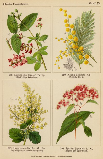 Lespedezia Bicolor, Acacia Dealbata, Holodiscus Discolor, Spiraea Japonica (kolorowa litografia) autorstwa (after) German School