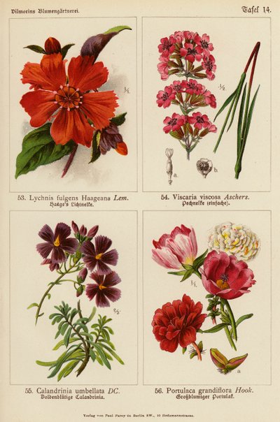 Lychnis Fulgens Haageana, Viscaria Viscosa, Calandrinia Umbellata, Portulaca Grandiflora (kolorowa litografia) autorstwa (after) German School