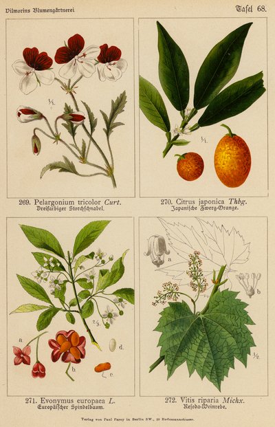 Pelargonium Tricolor, Citrus Japonica, Evonymus Europaea, Vitis Riparia (kolor lito) autorstwa (after) German School