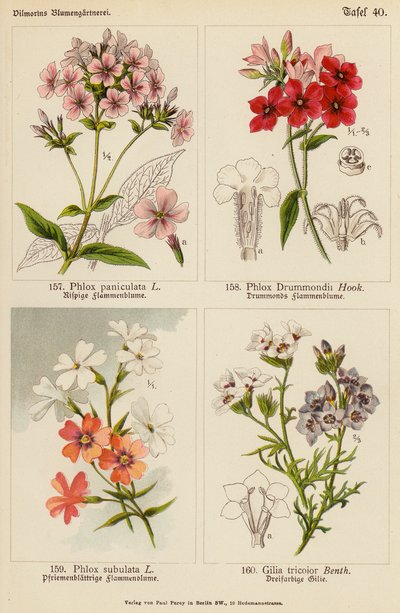 Phlox Paniculata, Phlox Drummondii, Phlox Subulata, Gilia Tricolor (kolorowa litografia) autorstwa (after) German School