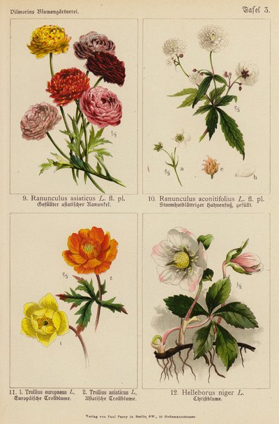 Ranunculus Asiaticus, Ranunculus Aconitifolius, Trollius Europeaeus, Trollius Asiaticus, Helleborus Niger (kolorowa litografia) autorstwa (after) German School