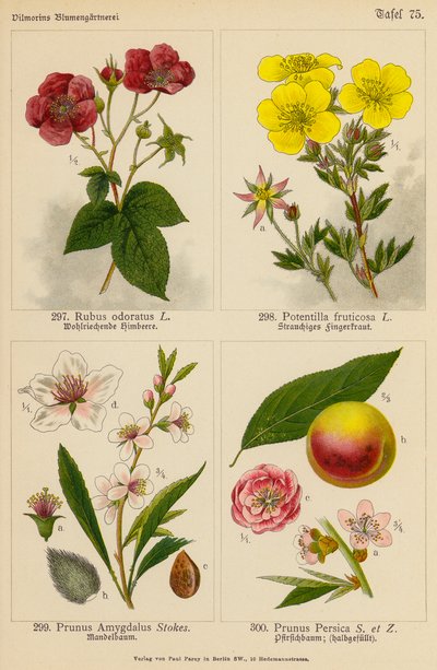 Rubus Odoratus, Potentilla Fruticosa, Prunus Amygdalus, Prunus Persica (kolorowa litografia) autorstwa (after) German School