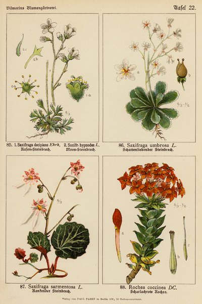 Saxifraga Decipiens, Saxifraga Hypnodes, Saxifraga Umbrosa, Saxifraga Sarmentosa, Rochea Coccinea (kolor lito) autorstwa (after) German School