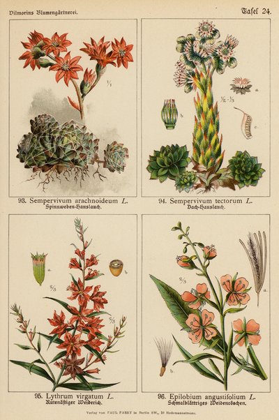 Sempervivum Arachnoideum, Sempervivum Tectorum, Lythrum Virgatum, Epilobium Angustifolium (kolor lito) autorstwa (after) German School
