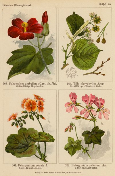 Sphaeralcea Umbellata, Tilia Platyphyllos, Pelargonium Zonale, Pelargonium Peltatum (kolor lito) autorstwa (after) German School