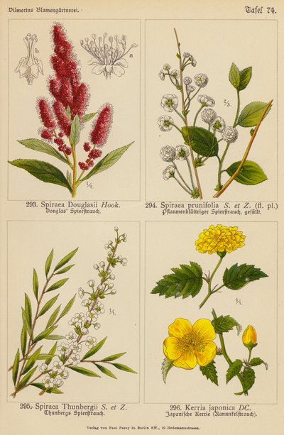 Spiraea Douglasii, Spiraea Prunifolia, Spiraea Thunbergii, Kerria Japonica (kolorowa litografia) autorstwa (after) German School