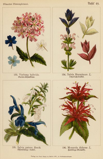 Verbena Hybrida, Salvia Horminum, Salvia Patens, Monarda Didyma (kolorowa litografia) autorstwa (after) German School