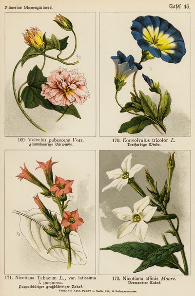 Volvulus Pubescens, Convolvulus Tricolor, Nicotiana Tabacum, Nicotiana Affinis (kolor lito) autorstwa (after) German School