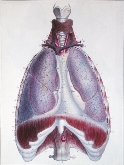 Anatomia płuc, z „Manuel d