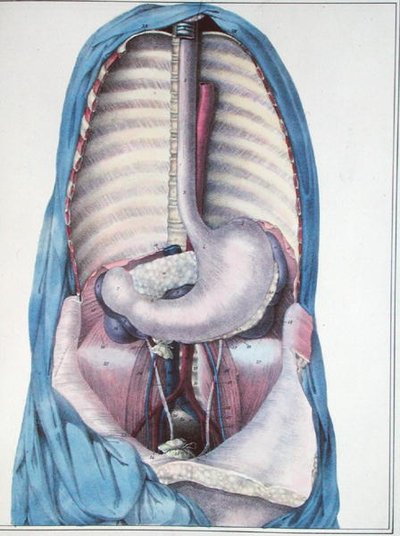 Anatomia przełyku i żołądka, z „Manuel d