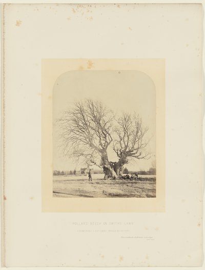 Buk Pollarda na trawniku Smitha autorstwa 14th Earl of Caithness James Sinclair