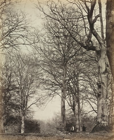 Buk królowej Adelajdy, przed 1864 r. autorstwa 14th Earl of Caithness James Sinclair