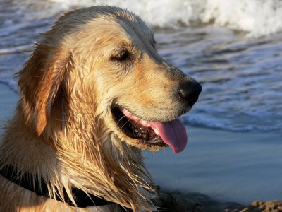 Golden Retriever autorstwa Monika Wittrich