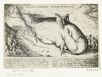 Odcisk wyrzuconego wieloryba w pobliżu Antwerpii, 2 lipca 1577 r. autorstwa A.B. van Deinse
