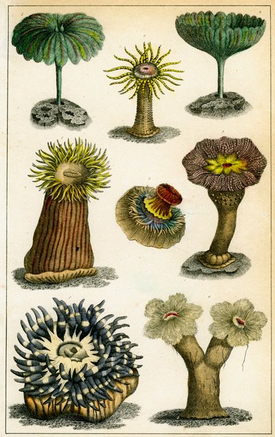 Ukwiały, XIX w. autorstwa A Fullarton and Co