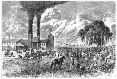 Plantacja cukru, Nowy Orlean, 1870. autorstwa A. R. Ward