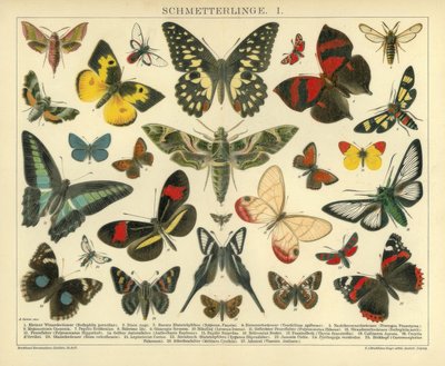 Motyle. I. autorstwa A. Reichert