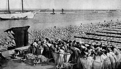 Ilości dorsza suszącego się na słońcu w Aveiro przy ujściu rzeki Vouga, Portugalia, ok. 1930 autorstwa A. W. Cutler