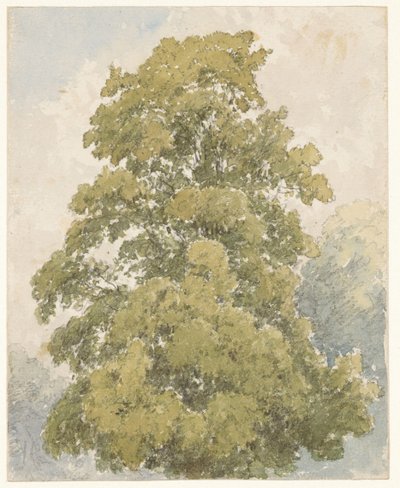 Studium wiązu autorstwa Aaron Edwin Penley