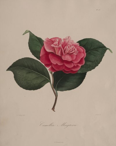 Ikonografia rodzaju kamelia: nr 171, 1839-1843. autorstwa Abbé Laurent Berlèse