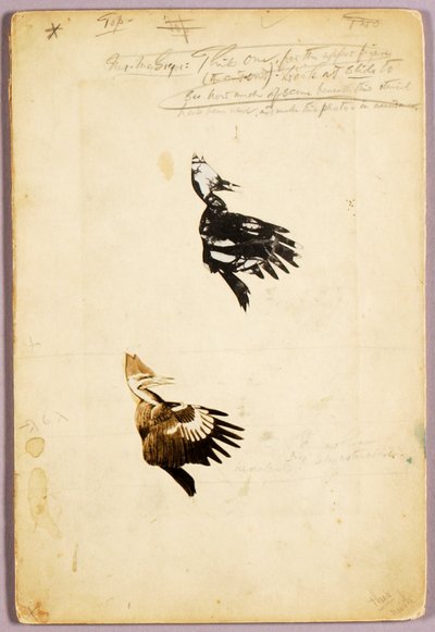 2 Szablony Rush, folder do książki "Ukrywanie ubarwienia w królestwie zwierząt autorstwa Abbott Handerson Thayer