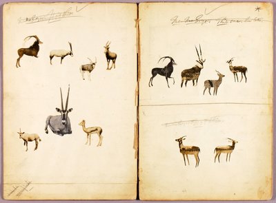 Antylopy, folder edukacyjny do książki Concealing Coloration in the Animal Kingdom autorstwa Abbott Handerson Thayer