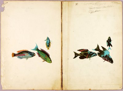 RYBY, teczka studiów do książki Concealing Coloration in the Animal Kingdom autorstwa Abbott Handerson Thayer