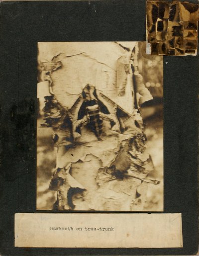 Ćma jastrzębiowata na pniu drzewa, folder do książki Concealing Coloration in the Animal Kingdom autorstwa Abbott Handerson Thayer