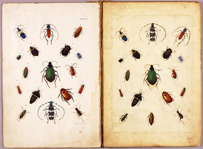 OWADY - Kolorowe chrząszcze, krajobraz, teczka studiów do książki Concealing Coloration in the Animal Kingdom autorstwa Abbott Handerson Thayer