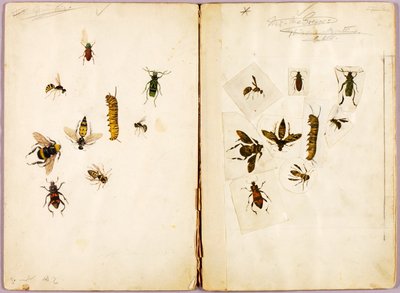 Owady - barwne, teczka studialna do książki Concealing Coloration in the Animal Kingdom autorstwa Abbott Handerson Thayer