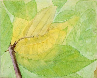 Lunar Caterpillar, studium do książki Concealing Coloration in the Animal Kingdom, b.d. autorstwa Abbott Handerson Thayer