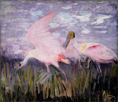 Roseate Spoonbills, opracowanie do książki Concealing Coloration in the Animal Kingdom autorstwa Abbott Handerson Thayer