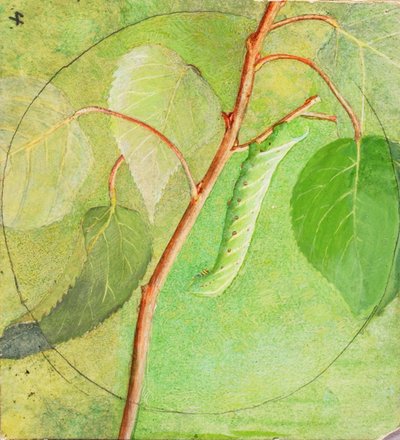 Sphinx Caterpillar, studium do książki Concealing Coloration in the Animal Kingdom, b.d. autorstwa Abbott Handerson Thayer