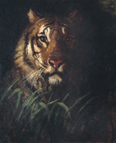 Głowa Tygrysa, ca. 1874. autorstwa Abbott Handerson Thayer