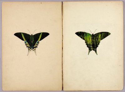 Ćma urania, teczka studiów do książki „Maskujące ubarwienie w królestwie zwierząt” autorstwa Abbott Handerson Thayer