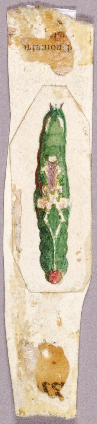 Gąsienica White Birch Leaf Edge, opracowanie do książki Concealing Coloration in the Animal Kingdom autorstwa Abbott Handerson Thayer