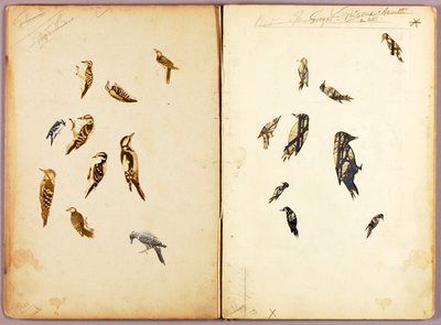Dzięcioł, teczka studiów do książki Maskujące ubarwienie w królestwie zwierząt autorstwa Abbott Handerson Thayer