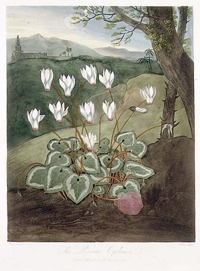 Perski Cyklamen, rytowany przez Elmesa, ze „Świątyni Flory” Roberta Thorntona, wyd. 1804 (kolor lito) autorstwa Abraham (after) Pether