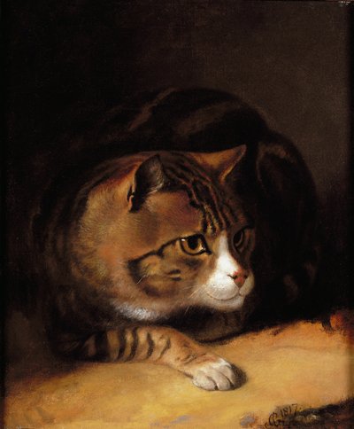 Kot pręgowany autorstwa Abraham Cooper