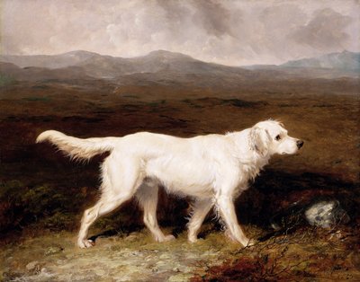 Biały seter angielski Charlesa Bretta „Sam” w krajobrazie wrzosowisk autorstwa Abraham Cooper