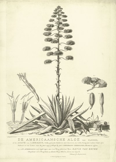Kwitnący aloes amerykański, 1757 Amerykański aloes Clusius lub agawa Linneusza (...) Po rozkwicie latem roku 1757 Jac: Schuurmans Stkehooven, Florist in Leiden (tytuł na obiekcie) autorstwa Abraham Delfos
