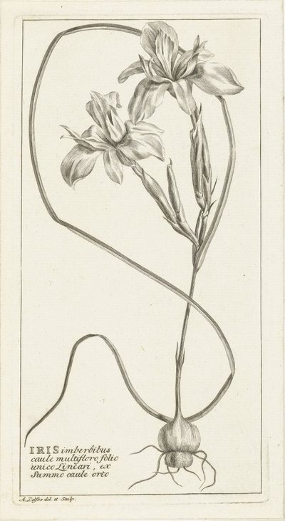 Irys autorstwa Abraham Delfos