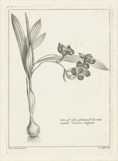 Ixia autorstwa Abraham Delfos