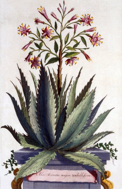 Aloe Serrata major umbellifera, z „Phytographia Curiosa”, opublikowana w 1702 r. autorstwa Abraham Munting