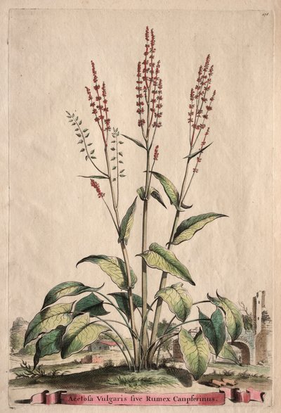 Phytographia Curiosa: Szczaw pospolity Rumex Canpferinus autorstwa Abraham Munting