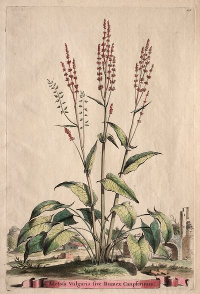 Phytographia Curiosa: Acetosa Vulgaris sive Rumex Canpferinus. autorstwa Abraham Munting