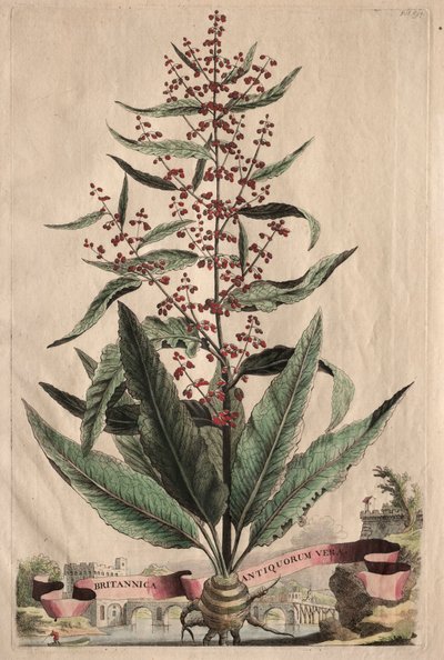 Ciekawa fitografia autorstwa Abraham Munting