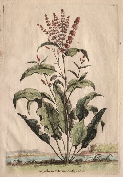 Ciekawa fitografia: Lapathum Identificationum Antiquorum. autorstwa Abraham Munting