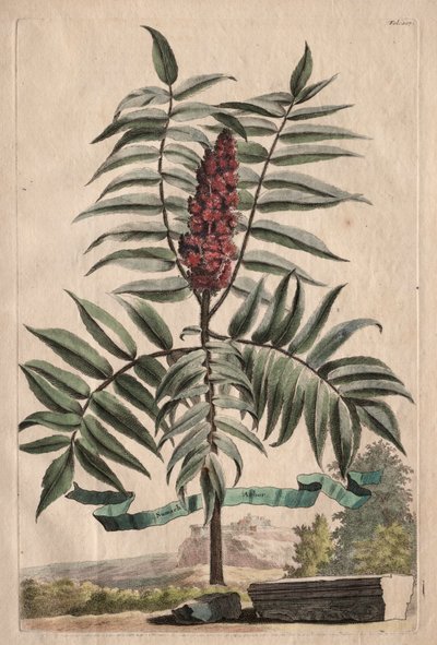 Phytographia Curiosa: Sumach Arbor autorstwa Abraham Munting