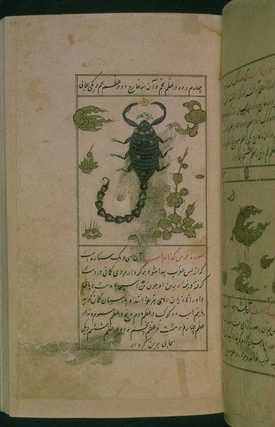Konstelacje zodiaku: Skorpion, Skorpion, z Talim dar marifat i taqvim, 1498 (903 Hijra) (atrament) autorstwa Abu Jafar al Tabari